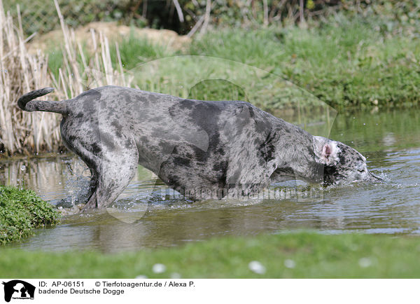 badende Deutsche Dogge / bathing Great Dane / AP-06151