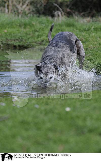 badende Deutsche Dogge / bathing Great Dane / AP-06152