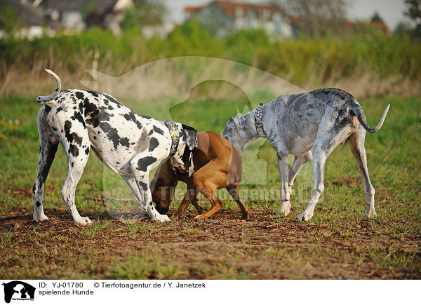 spielende Hunde / playing dogs / YJ-01780