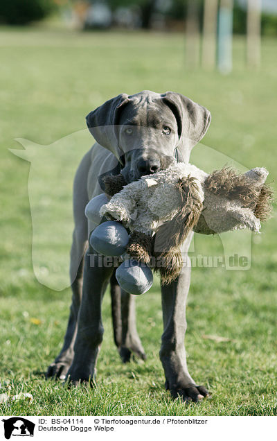Deutsche Dogge Welpe / Great Dane Puppy / BS-04114