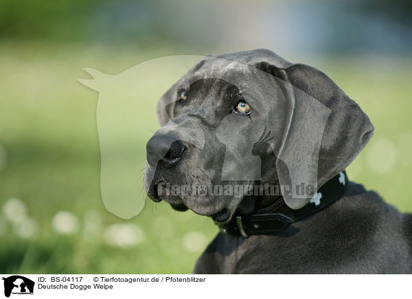 Deutsche Dogge Welpe / BS-04117