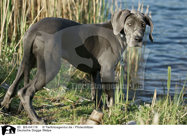 Deutsche Dogge Welpe / BS-04118