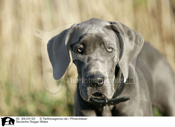 Deutsche Dogge Welpe / Great Dane Puppy / BS-04120