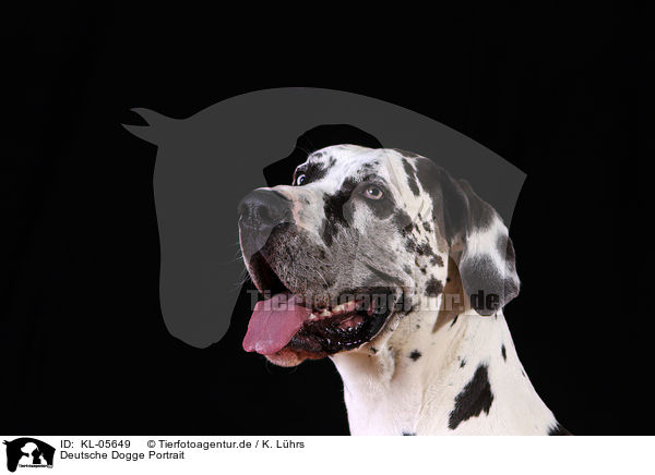 Deutsche Dogge Portrait / KL-05649