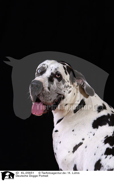 Deutsche Dogge Portrait / KL-05651