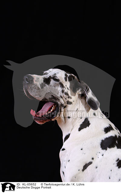 Deutsche Dogge Portrait / KL-05652