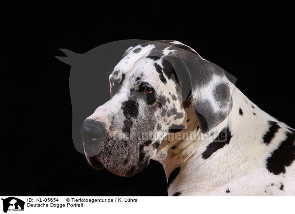 Deutsche Dogge Portrait / KL-05654