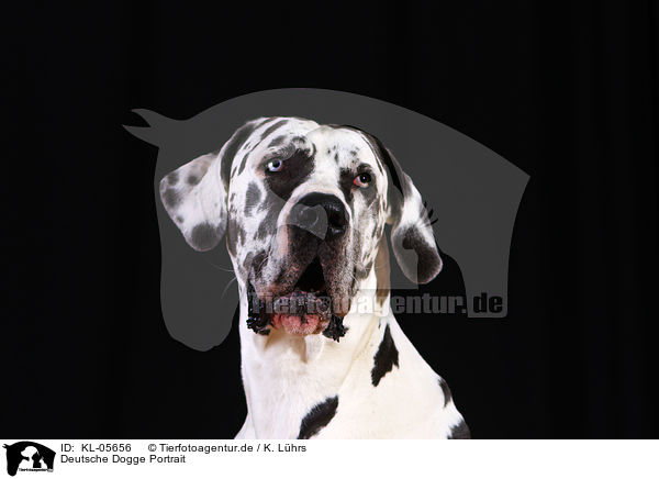 Deutsche Dogge Portrait / KL-05656