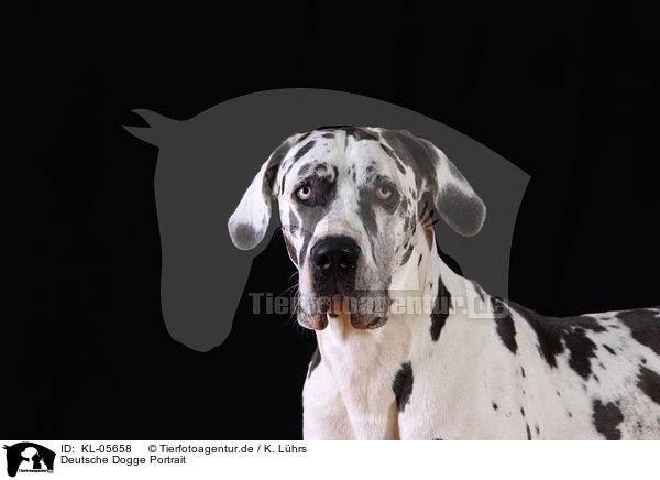 Deutsche Dogge Portrait / KL-05658
