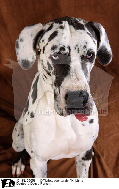 Deutsche Dogge Portrait / KL-05659