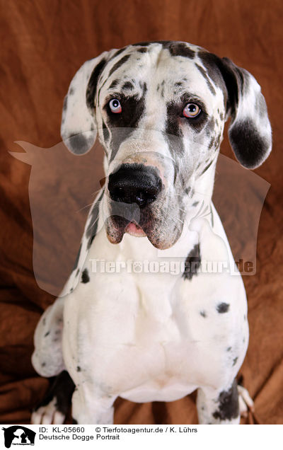 Deutsche Dogge Portrait / KL-05660