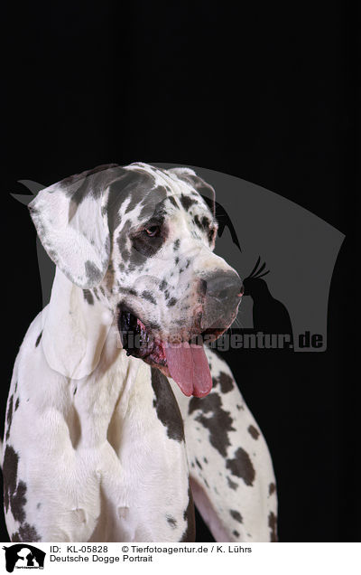 Deutsche Dogge Portrait / Great Dane Portrait / KL-05828