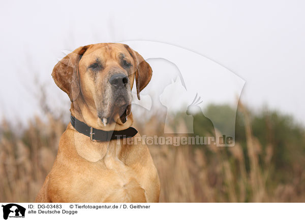 alte Deutsche Dogge / old Great Dane / DG-03483