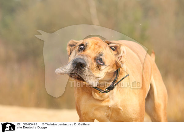 alte Deutsche Dogge / old Great Dane / DG-03493