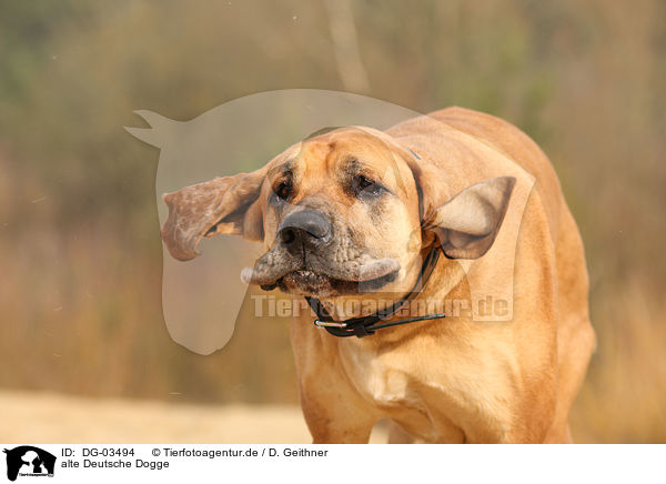 alte Deutsche Dogge / DG-03494