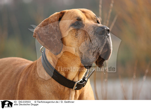 alte Deutsche Dogge / DG-03503