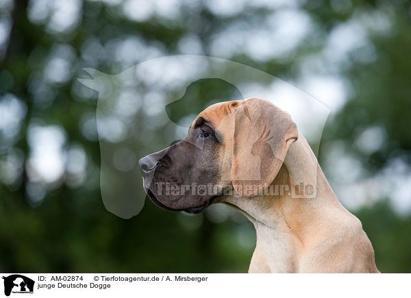 junge Deutsche Dogge / AM-02874