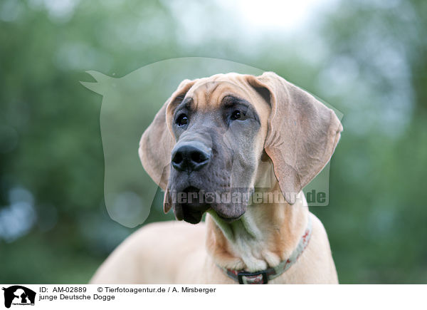 junge Deutsche Dogge / AM-02889