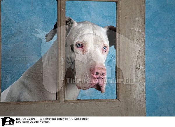 Deutsche Dogge Portrait / AM-02895