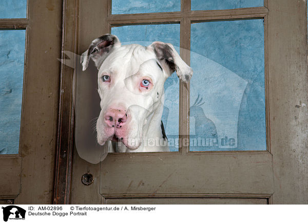 Deutsche Dogge Portrait / AM-02896