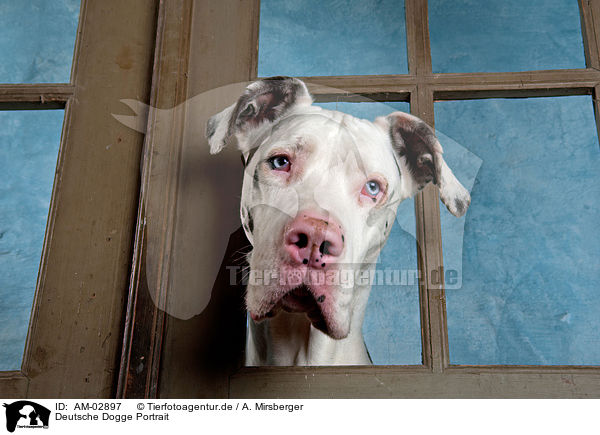 Deutsche Dogge Portrait / AM-02897