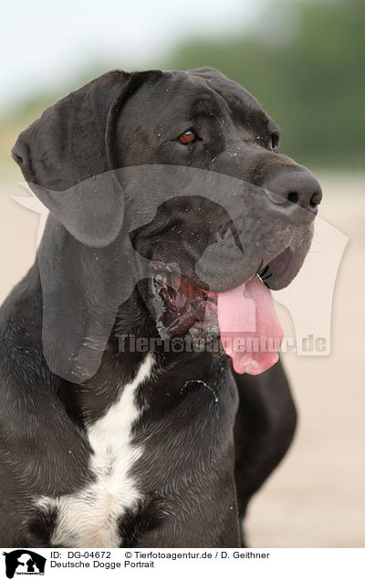 Deutsche Dogge Portrait / Great Dane Portrait / DG-04672