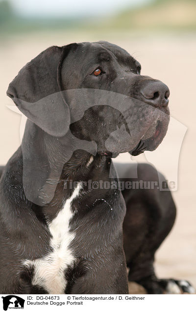 Deutsche Dogge Portrait / Great Dane Portrait / DG-04673