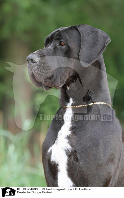 Deutsche Dogge Portrait / Great Dane Portrait / DG-04693