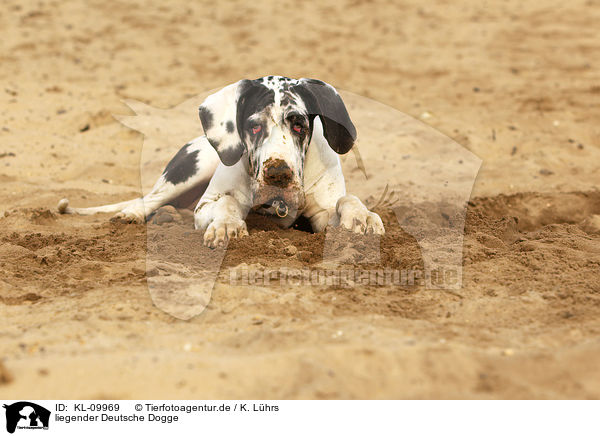 liegender Deutsche Dogge / lying Great Dane / KL-09969