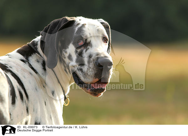 Deutsche Dogge Portrait / Great Dane portrait / KL-09973