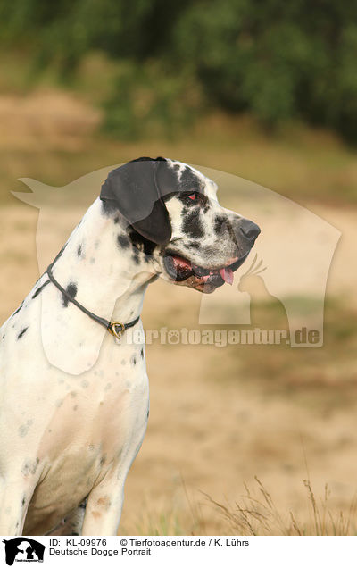 Deutsche Dogge Portrait / Great Dane portrait / KL-09976