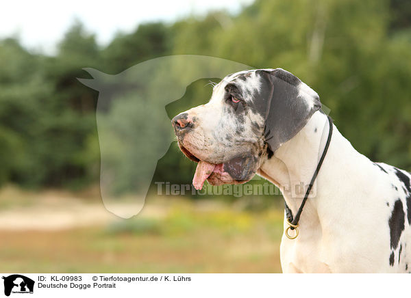 Deutsche Dogge Portrait / Great Dane portrait / KL-09983