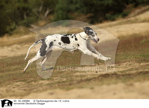 rennende Deutsche Dogge / running Great Dane / KL-09988