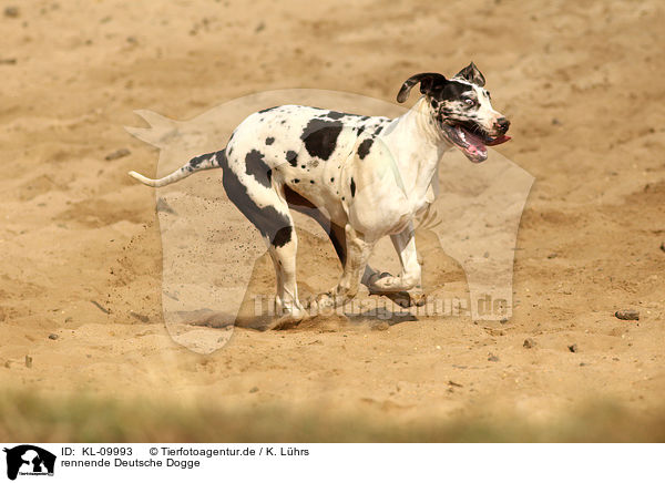 rennende Deutsche Dogge / running Great Dane / KL-09993