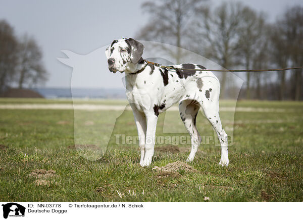 Deutsche Dogge / Great Dane / NN-03778