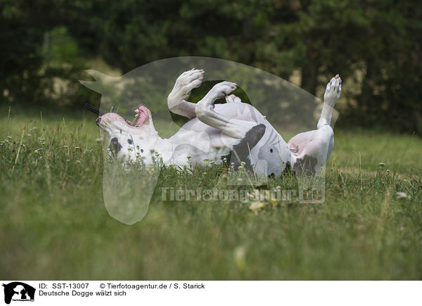 Deutsche Dogge wlzt sich / rolling Great Dane / SST-13007