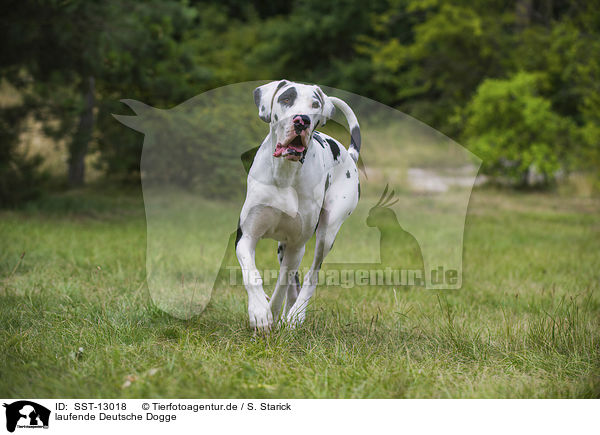 laufende Deutsche Dogge / walking Great Dane / SST-13018