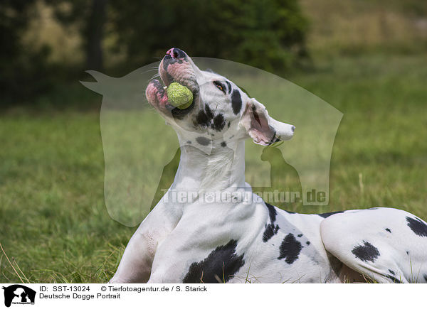 Deutsche Dogge Portrait / Great Dane portrait / SST-13024