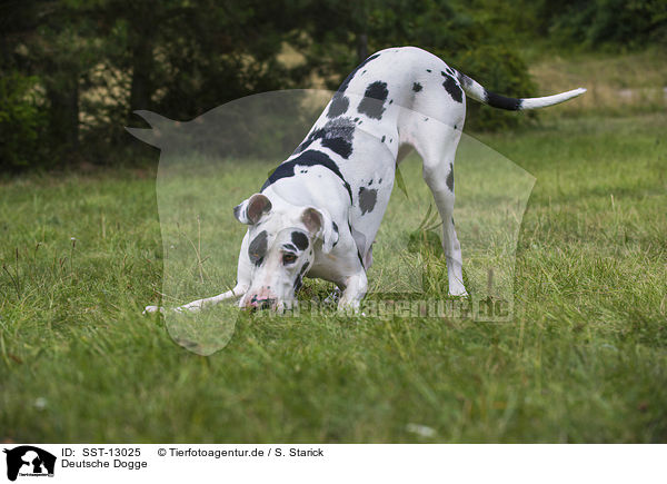 Deutsche Dogge / Great Dane / SST-13025