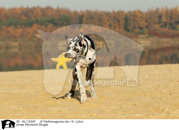 junge Deutsche Dogge / young Great Dane / KL-12397