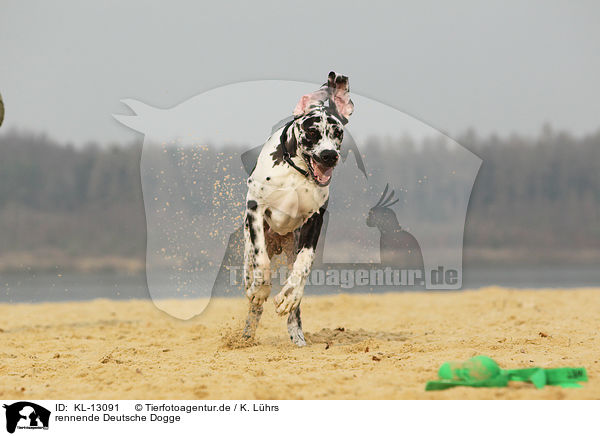 rennende Deutsche Dogge / running Great Dane / KL-13091