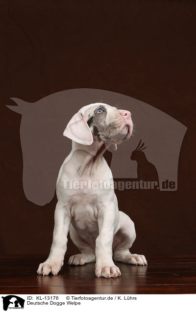 Deutsche Dogge Welpe / Great Dane puppy / KL-13176