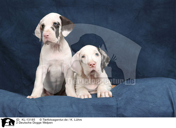 2 Deutsche Dogge Welpen / 2 Great Dane puppies / KL-13185