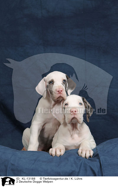 2 Deutsche Dogge Welpen / 2 Great Dane puppies / KL-13188