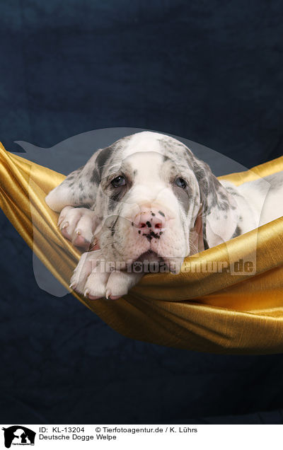 Deutsche Dogge Welpe / Great Dane puppy / KL-13204