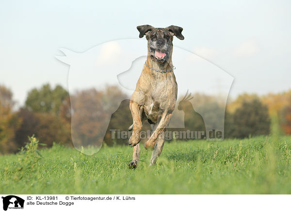 alte Deutsche Dogge / old Great Dane / KL-13981