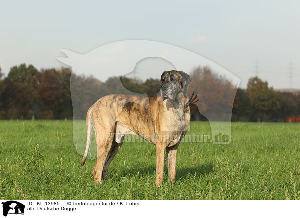 alte Deutsche Dogge / old Great Dane / KL-13985