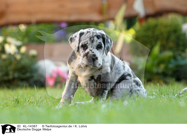 Deutsche Dogge Welpe / Great Dane Puppy / KL-14367