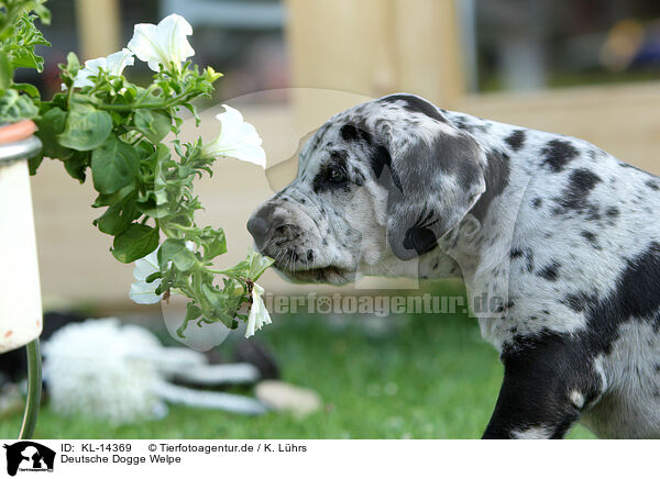 Deutsche Dogge Welpe / Great Dane Puppy / KL-14369