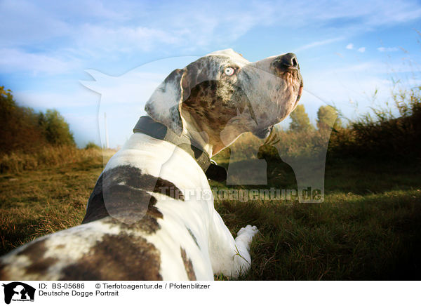 Deutsche Dogge Portrait / Great Dane portrait / BS-05686